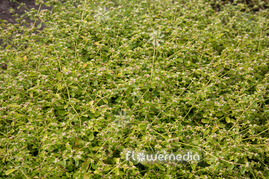 Alternanthera polygonoides - Joyweed (112168)