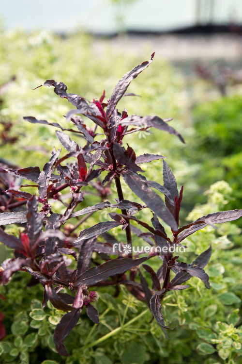 Alternanthera sessilis - Sessile joyweed (112170)
