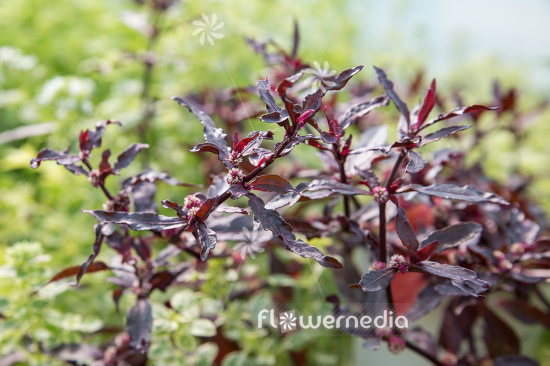 Alternanthera sessilis - Sessile joyweed (112171)