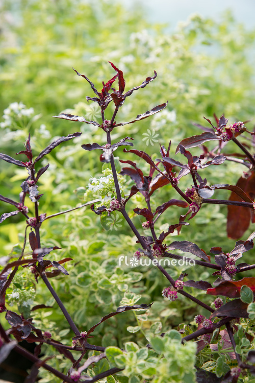 Alternanthera sessilis - Sessile joyweed (112172)