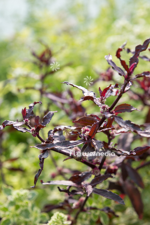 Alternanthera sessilis - Sessile joyweed (112173)