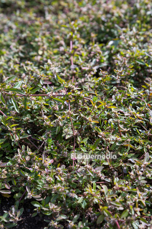 Alternanthera sessilis - Sessile joyweed (112175)