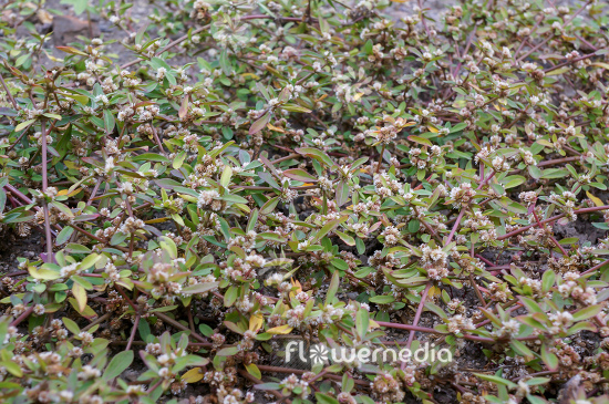 Alternanthera sessilis - Sessile joyweed (112176)