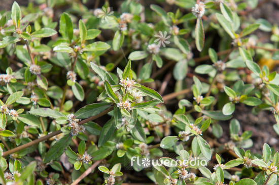 Alternanthera sessilis - Sessile joyweed (112177)