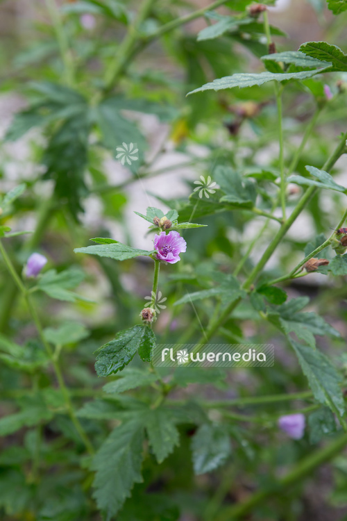 Althaea cannabina - Hemp marsh mallow (109019)