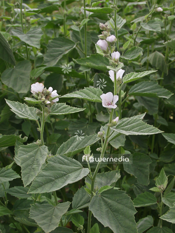 Althaea officinalis - Marsh mallow (100195)