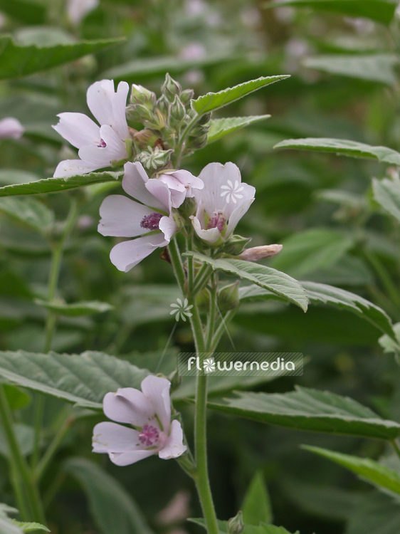 Althaea officinalis - Marsh mallow (100198)