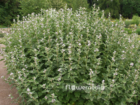 Althaea officinalis - Marsh mallow (100200)
