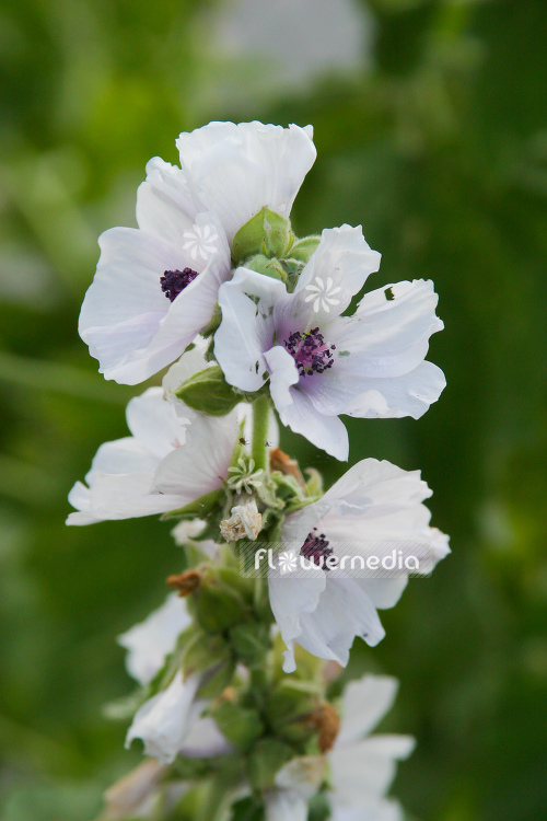 Althaea officinalis - Marsh mallow (109024)