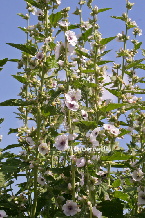 Althaea officinalis - Marsh mallow (109026)
