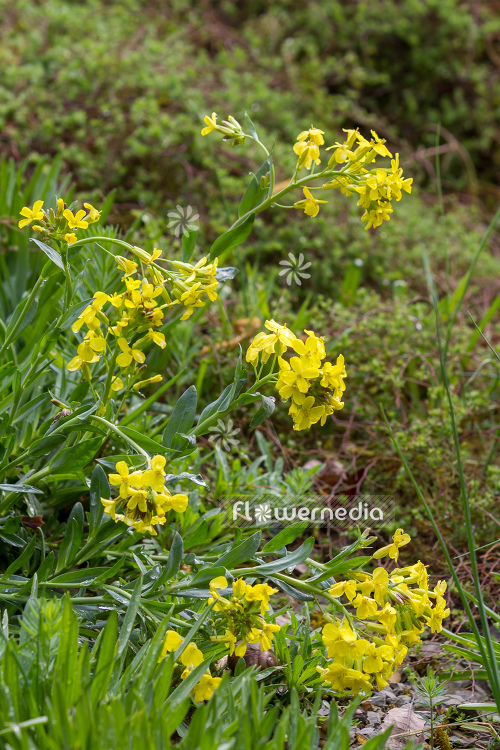 Alyssoides urticulata - Inflated bladderseed (109389)