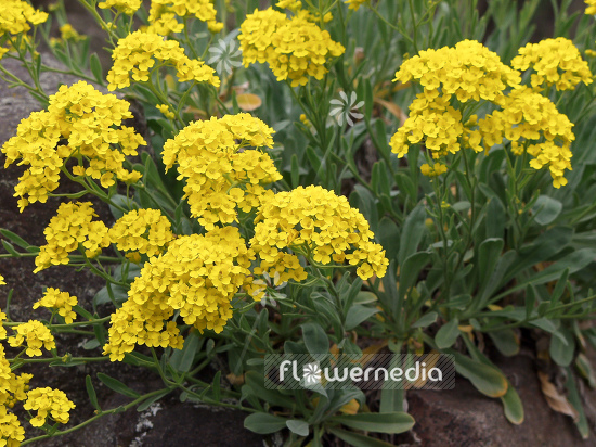 Alyssum montanum - Gold dust (100201)