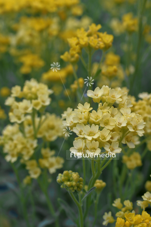 Alyssum montanum - Gold dust (102388)