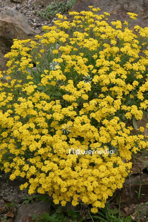 Alyssum montanum - Gold dust (109028)