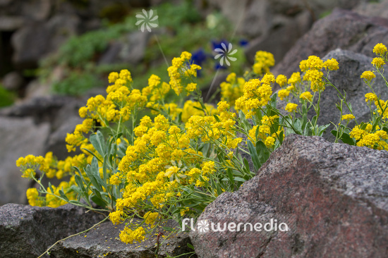 Alyssum montanum - Gold dust (109029)