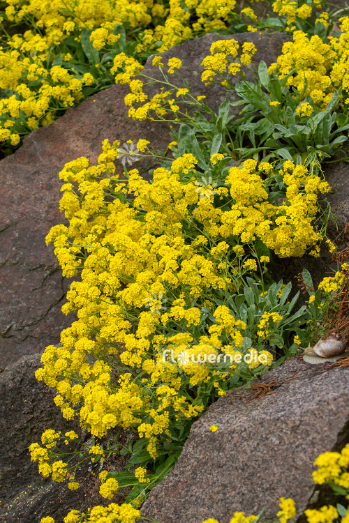 Alyssum montanum - Gold dust (109030)