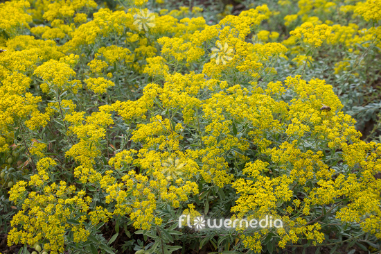 Alyssum murale - Yellow tuft (112023)