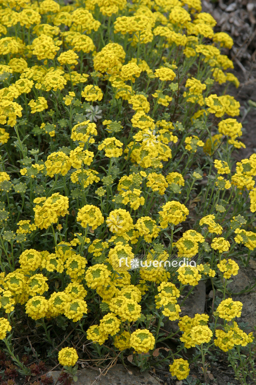 Alyssum wulfenianum - Gold dust (102389)