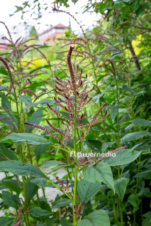 Amaranthus cruentus - Purple amaranth (112029)