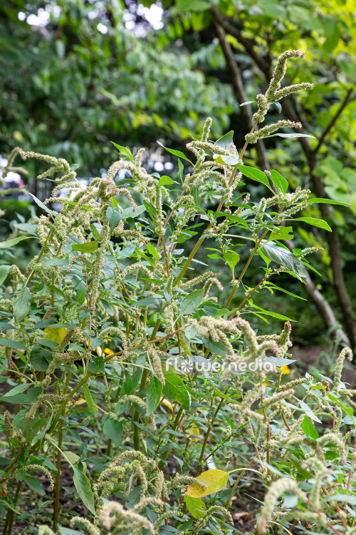 Amaranthus spinosus - Spiny amaranth (112031)