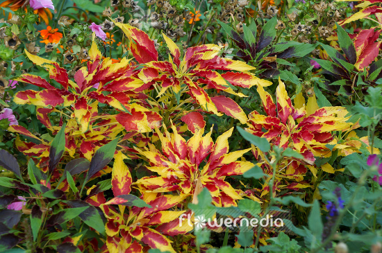 Amaranthus tricolor - Edible amaranth (109524)