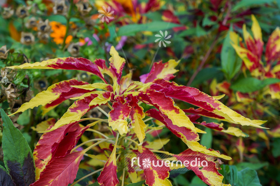 Amaranthus tricolor - Edible amaranth (109525)