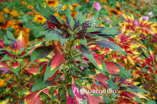 Amaranthus tricolor - Edible amaranth (109526)