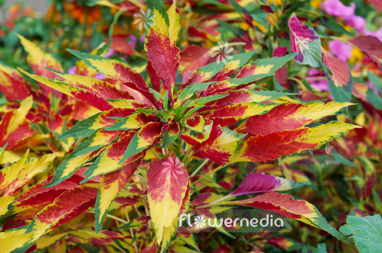 Amaranthus tricolor - Edible amaranth (109527)