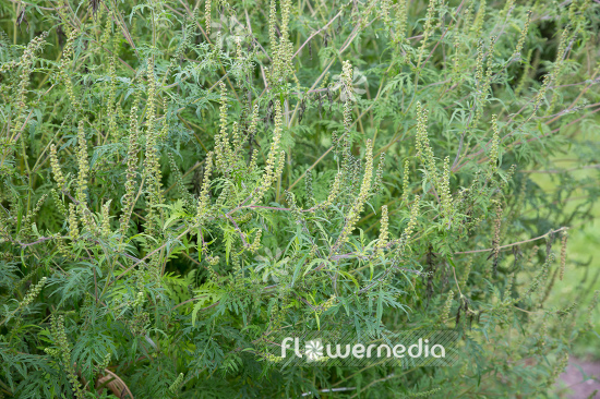 Ambrosia artemisiifolia - Common ragweed (109051)