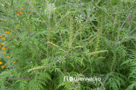 Ambrosia artemisiifolia - Common ragweed (109053)