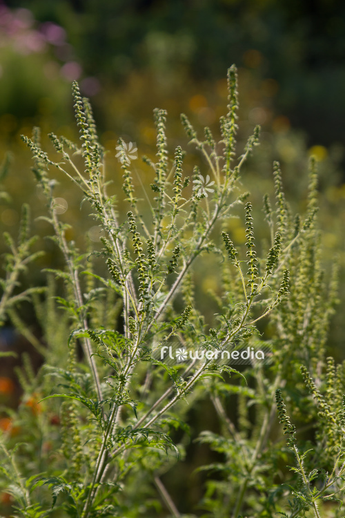 Ambrosia artemisiifolia - Common ragweed (109060)