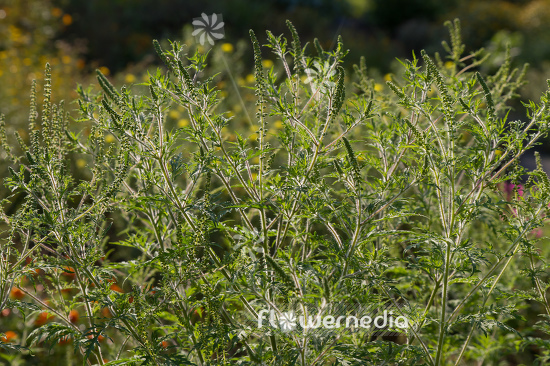 Ambrosia artemisiifolia - Common ragweed (109061)
