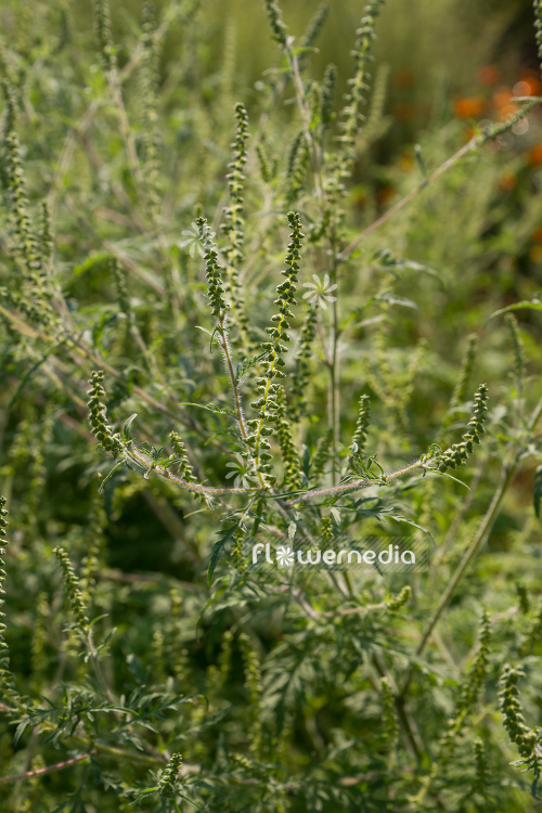 Ambrosia artemisiifolia - Common ragweed (109062)