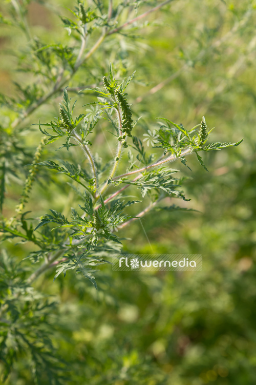 Ambrosia artemisiifolia - Common ragweed (109066)