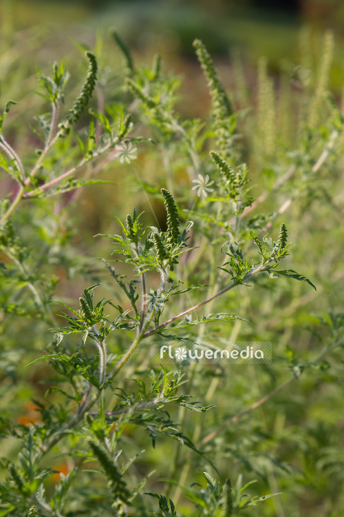 Ambrosia artemisiifolia - Common ragweed (109067)