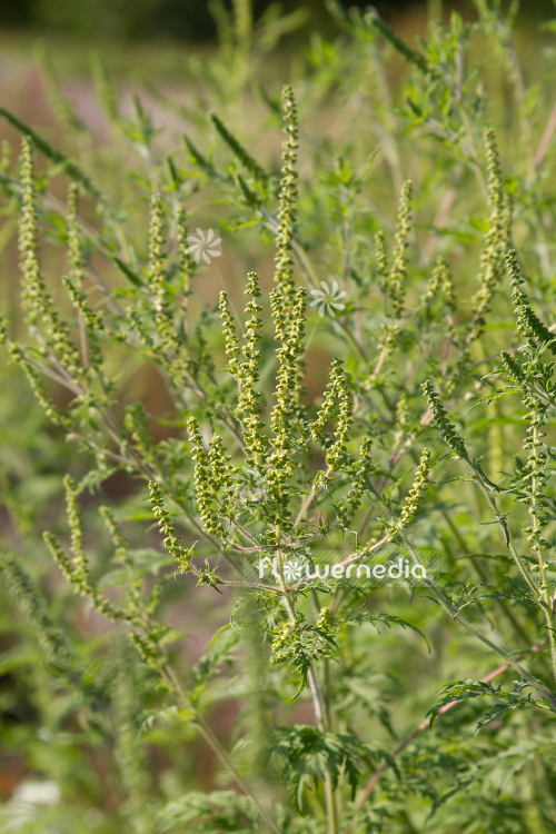 Ambrosia artemisiifolia - Common ragweed (109068)
