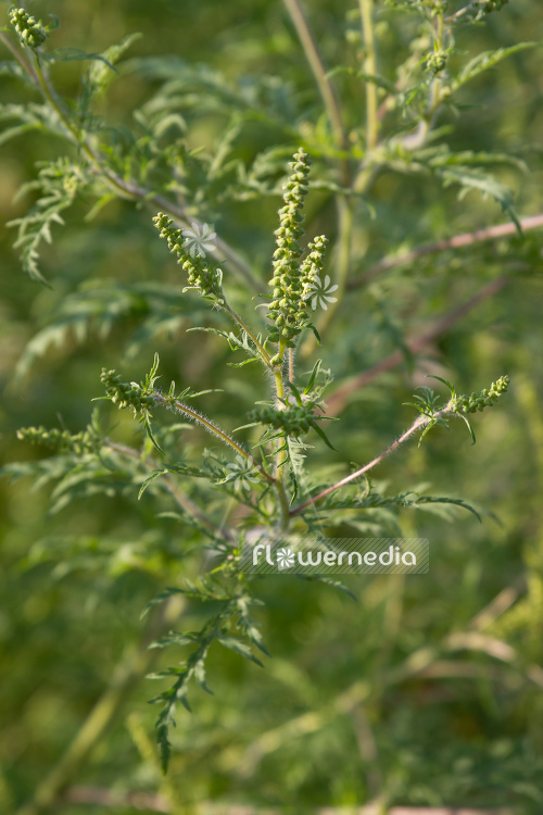 Ambrosia artemisiifolia - Common ragweed (109069)