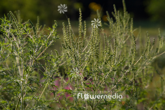 Ambrosia artemisiifolia - Common ragweed (109070)