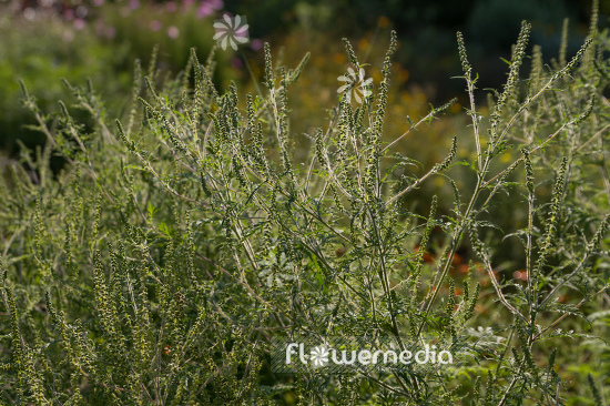 Ambrosia artemisiifolia - Common ragweed (109071)