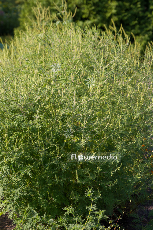 Ambrosia artemisiifolia - Common ragweed (109072)