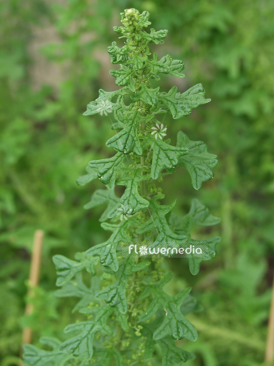 Ambrosia mexicana - Ragweed (100207)