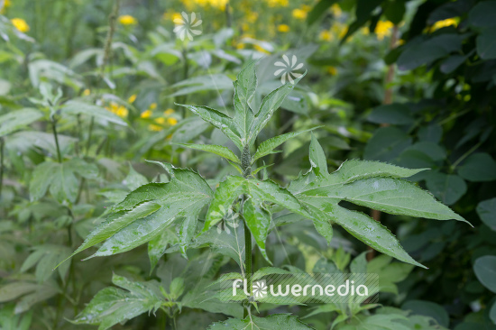 Ambrosia trifida - Horsebane (109073)