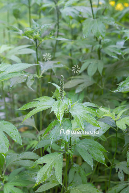 Ambrosia trifida - Horsebane (109074)