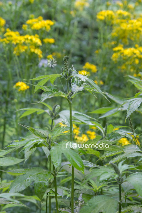 Ambrosia trifida - Horsebane (109075)