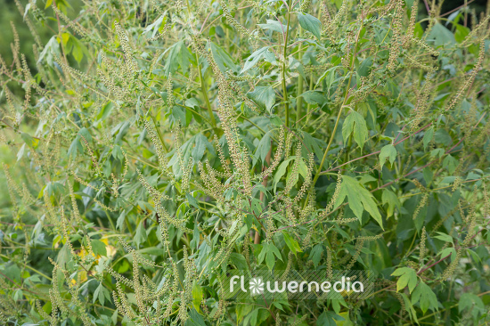 Ambrosia trifida - Horsebane (109076)