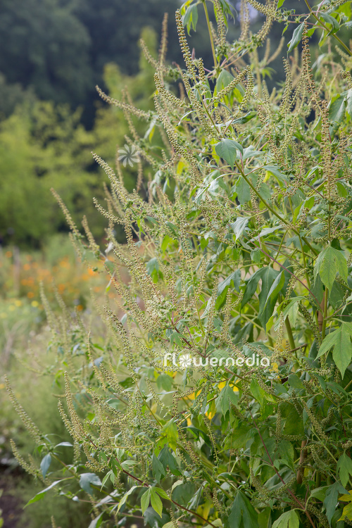 Ambrosia trifida - Horsebane (109077)