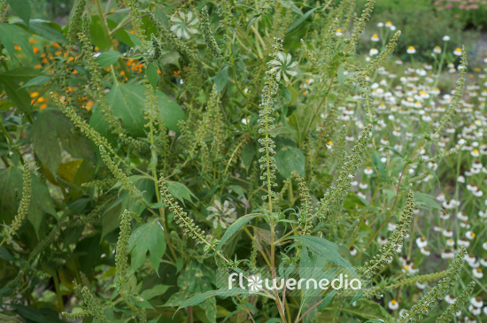 Ambrosia trifida - Horsebane (109079)