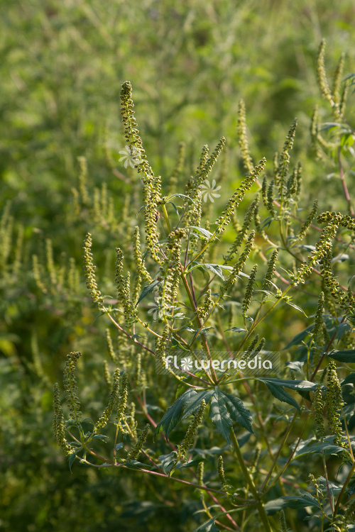 Ambrosia trifida - Horsebane (109082)