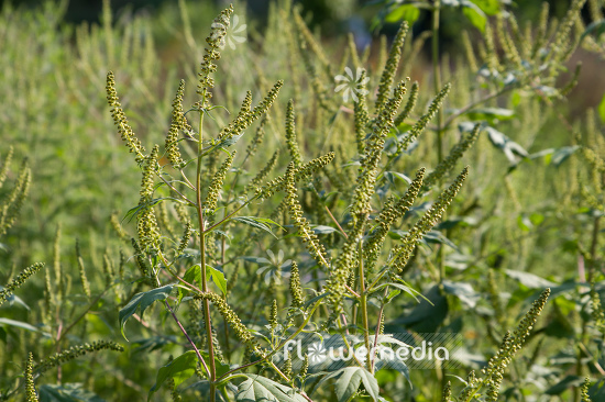 Ambrosia trifida - Horsebane (109083)