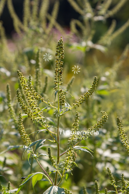 Ambrosia trifida - Horsebane (109085)